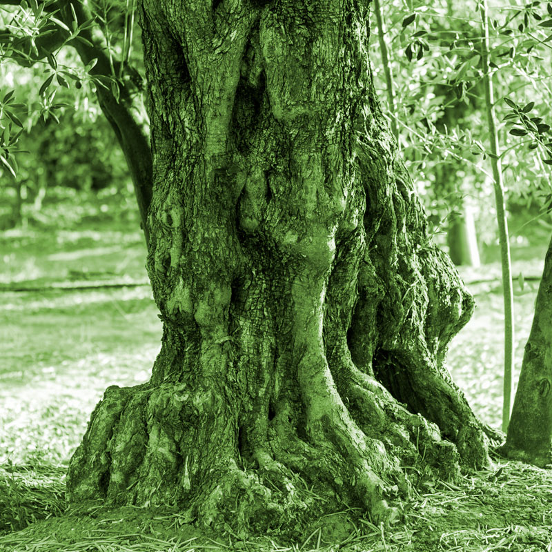 la biodiversidad como valor