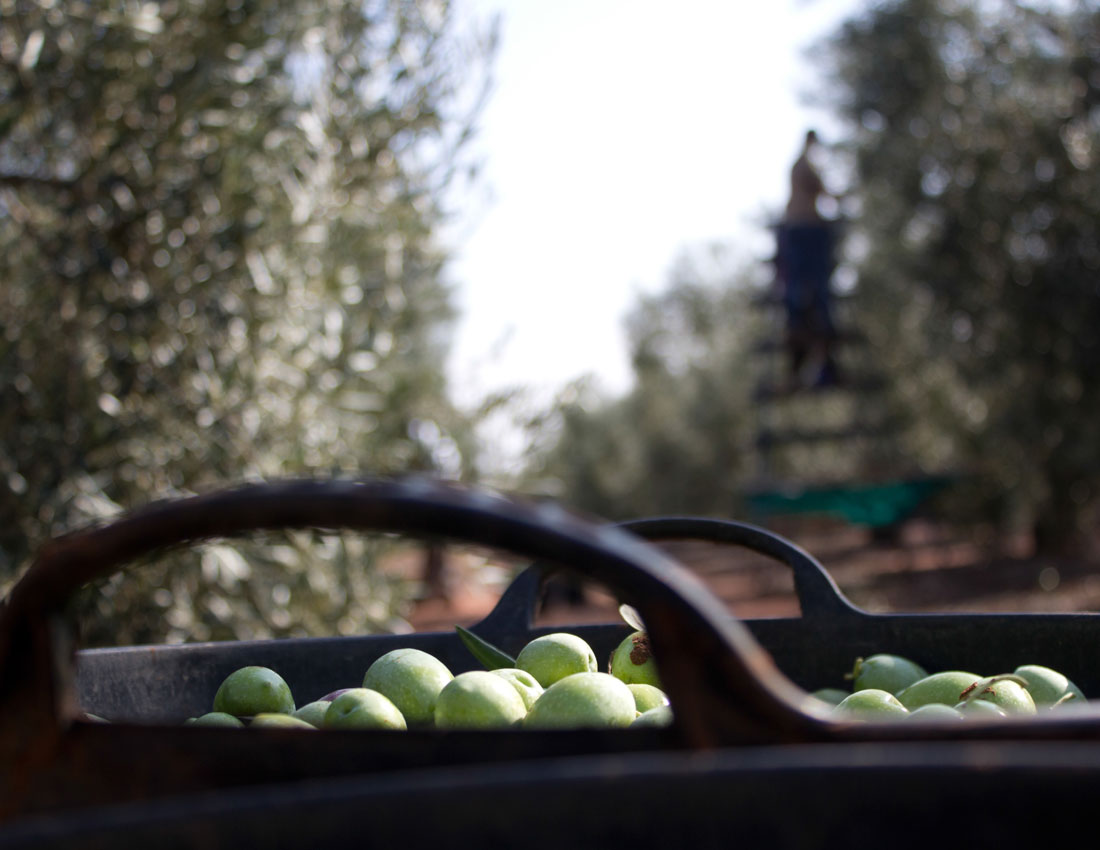 Recogida de la aceituna - Manzanilla Olive